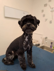 Yorkshirský teriér