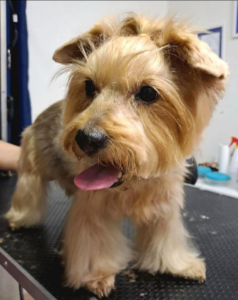 Yorkshirský teriér