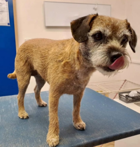 Pejsci na trimování