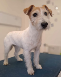 Pejsci na trimování