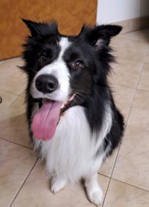 Velcí pejsci na koupel a česání